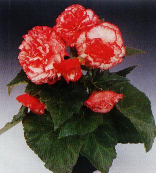 begonia